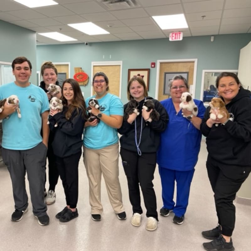 Puppy & Kitten Vet in Jesup, GA | Care for Puppies & Kittens