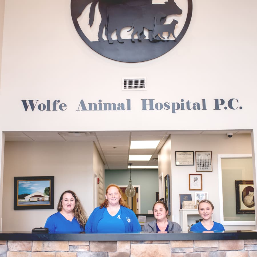 Wolfe Animal Hospital in Jesup