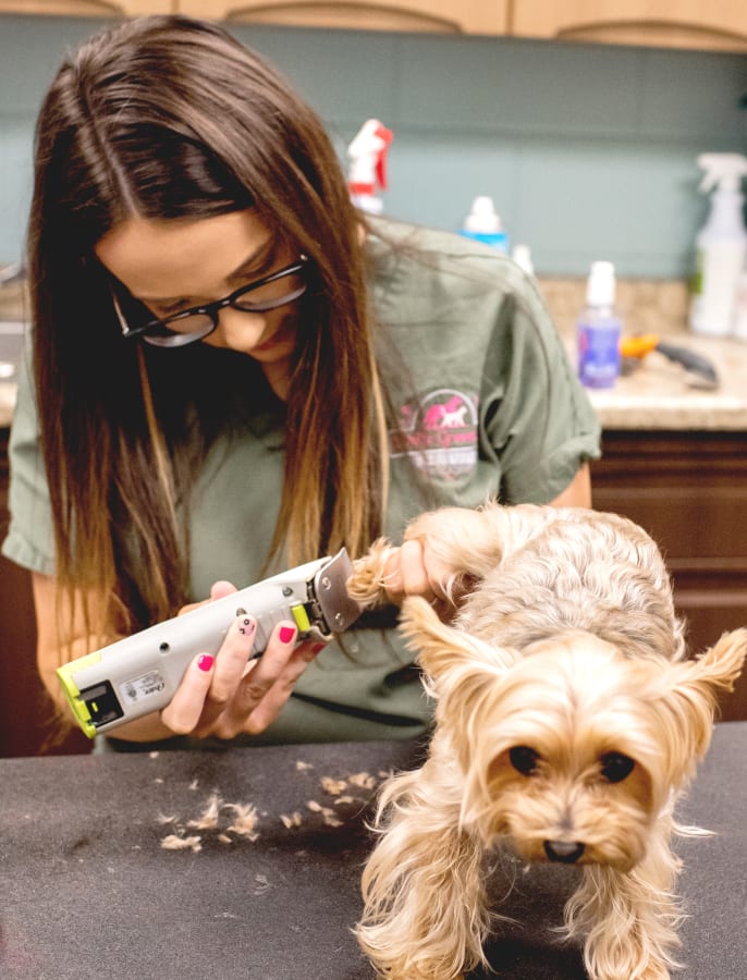 Bathing & grooming for dog in Jesup