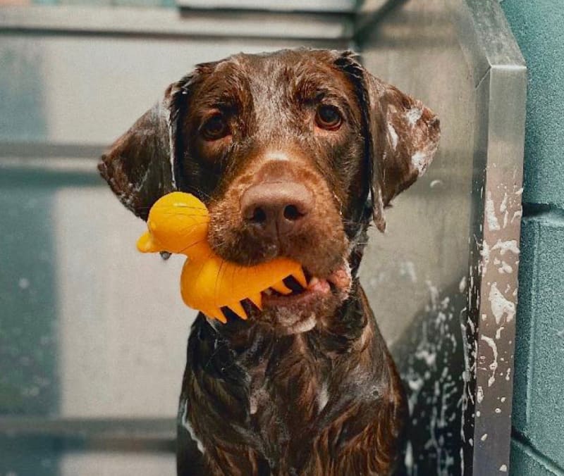 Bathing & grooming for dog in Jesup