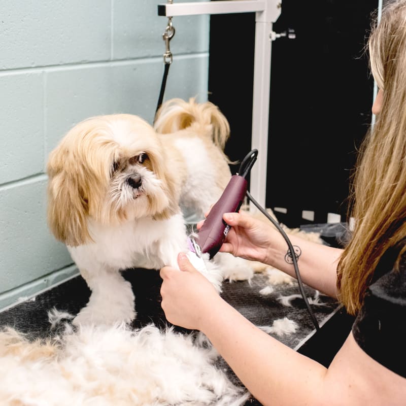 Bathing & grooming for dog in Jesup