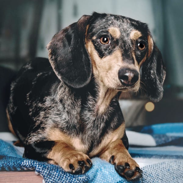 Veterinary Dentistry, Wolfe Animal Hospital | Jesup Speciality & Emergency Vet