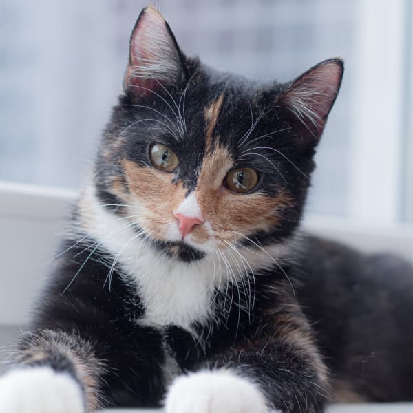 Preventive Care, Wolfe Animal Hospital | Jesup Speciality & Emergency Vet