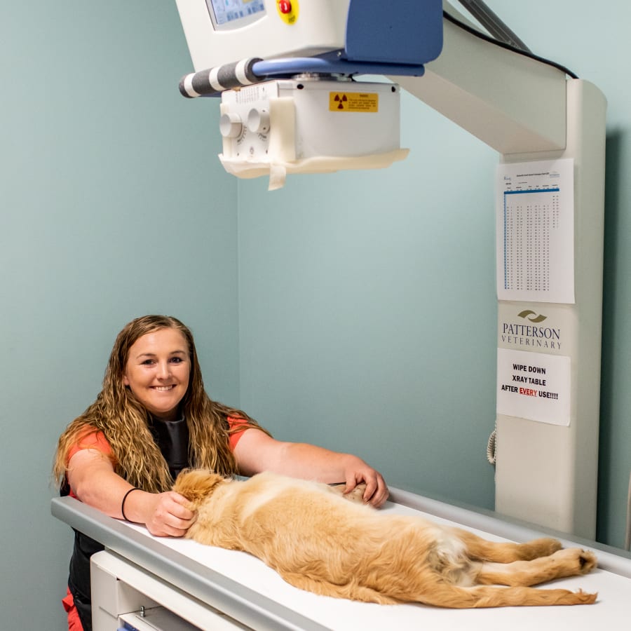Veterinary Diagnostic Lab in Jesup | X-Rays, Ultrasound