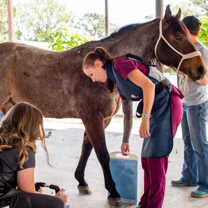 Large Animals Veterinary Care in Jesup | Farm Animal Veterinarian
