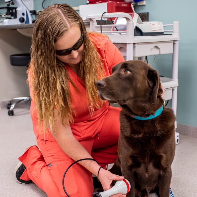 Cold Laser Therapy, Jesup Veterinarians